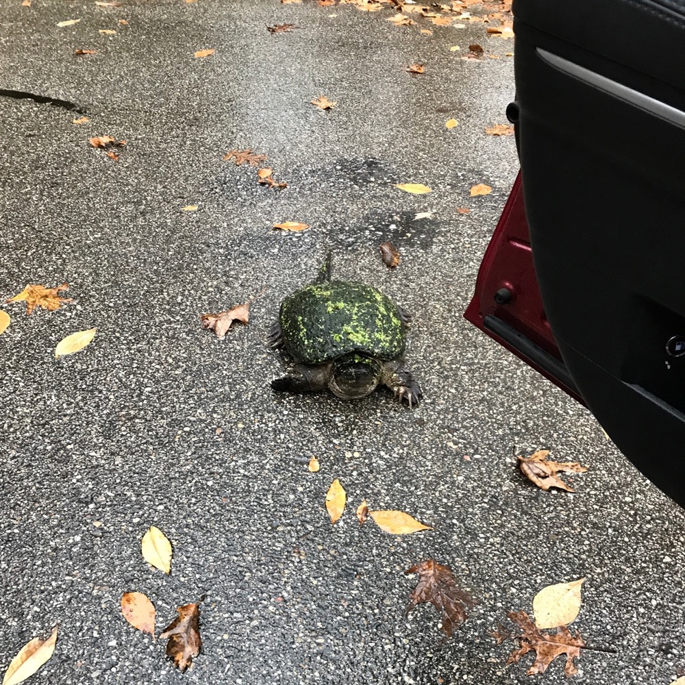 Meet your Posher, Charles